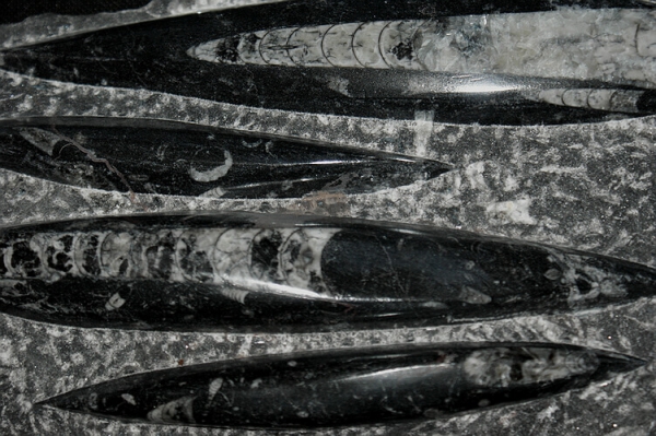 Orthoceras